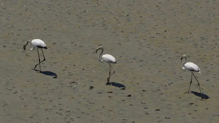 Flamencos en el Guadaira