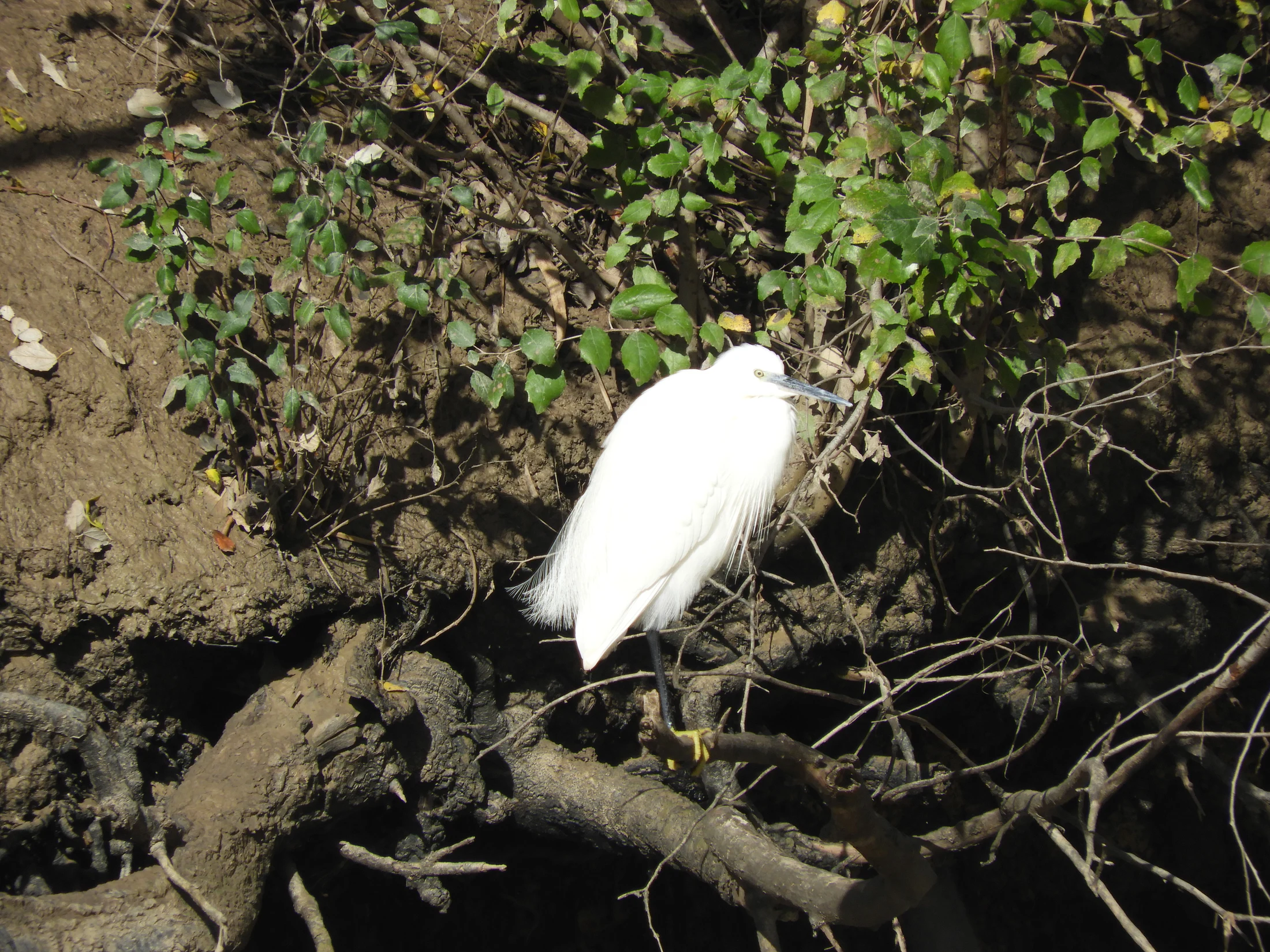 Garceta común en la antigua laguna de La Janda. Fotografía de David Collis Luque