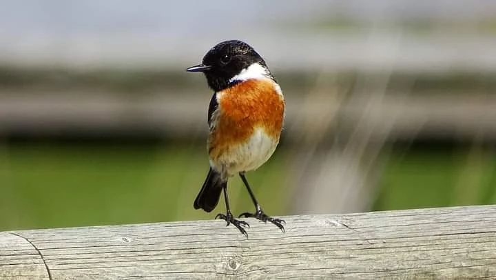 Tarabilla común macho en Galicia. Fotografía de Mingucho