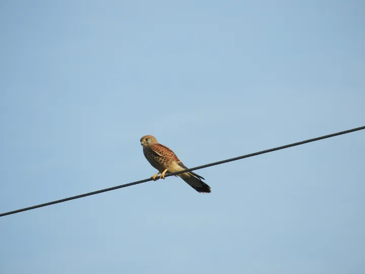 Cernícalo en la antigua laguna de La Janda