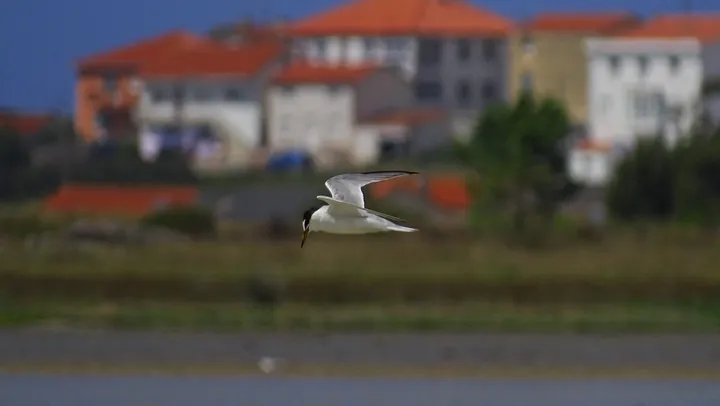 Charrancito en Galicia