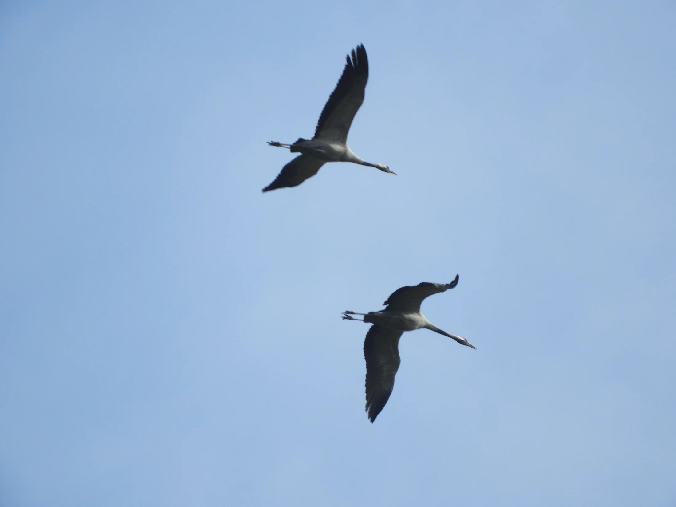 Grullas en la antigua laguna de La Janda. Fotografía de David Collis Luque