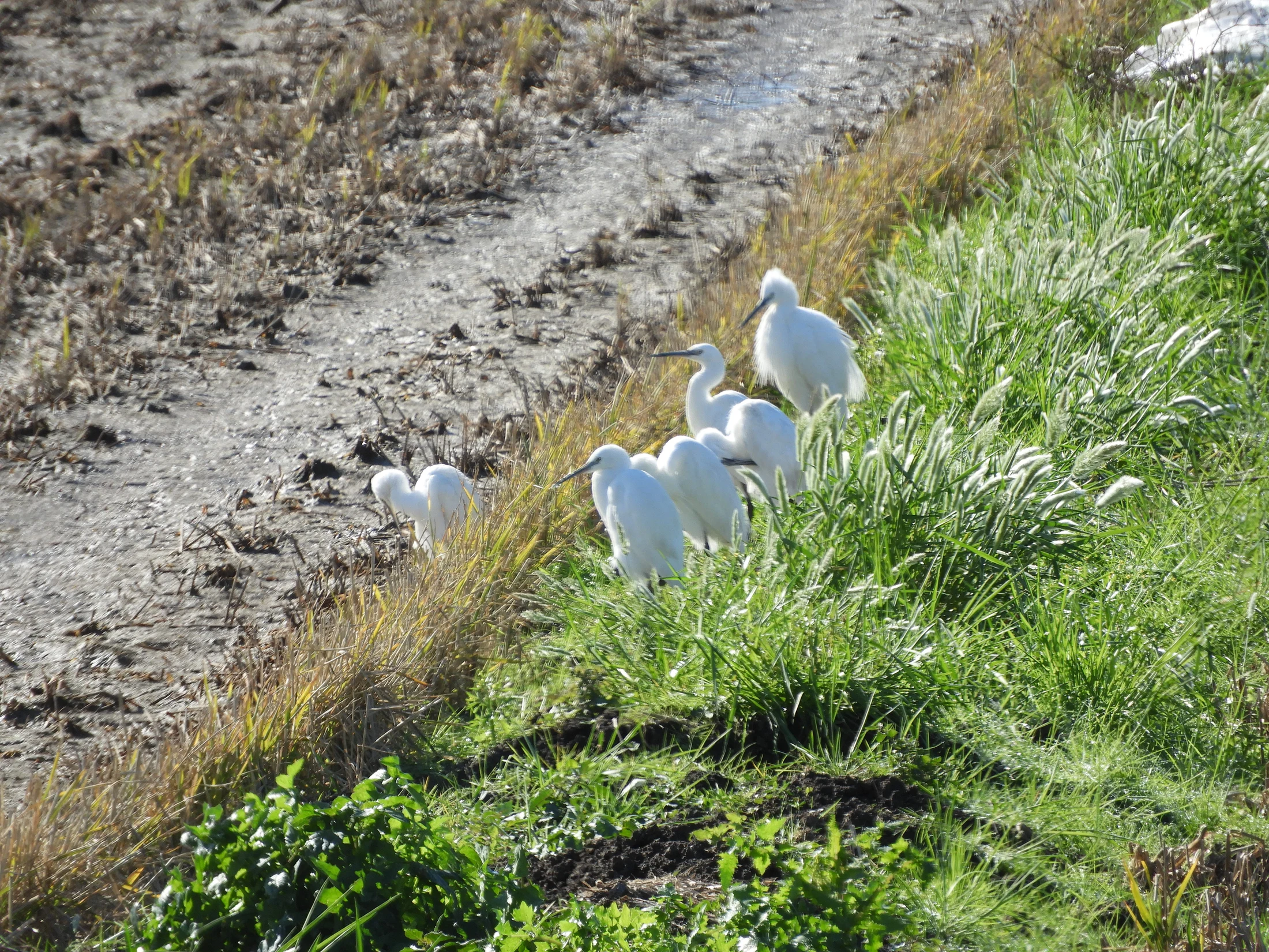 Garcetas en la antigua laguna de La janda. Fotografía de David Collis Luque