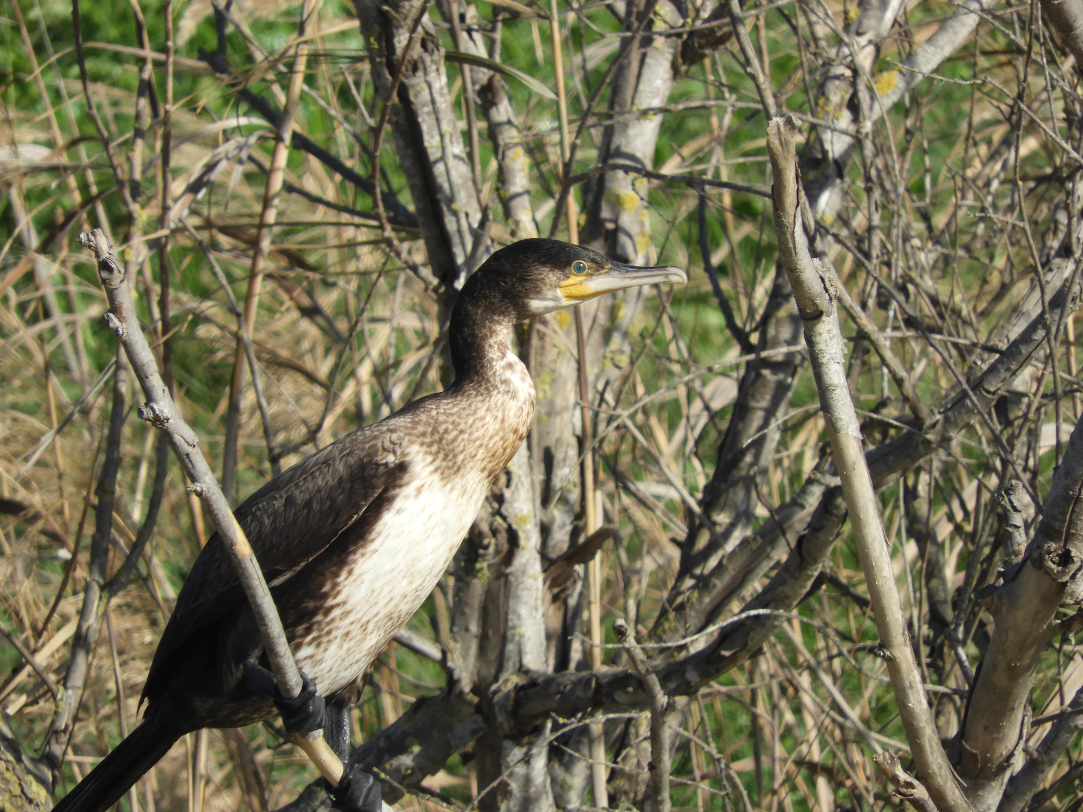 Cormorán en la antigua laguna de La Janda. Fotografía de David Collis Luque