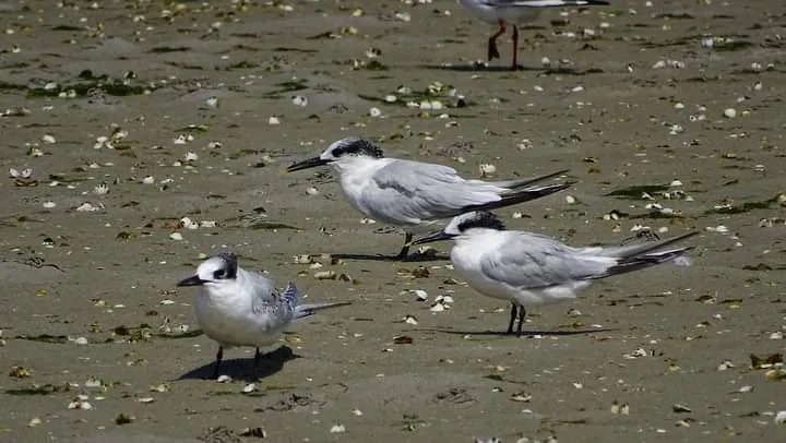 Charranes en Galicia