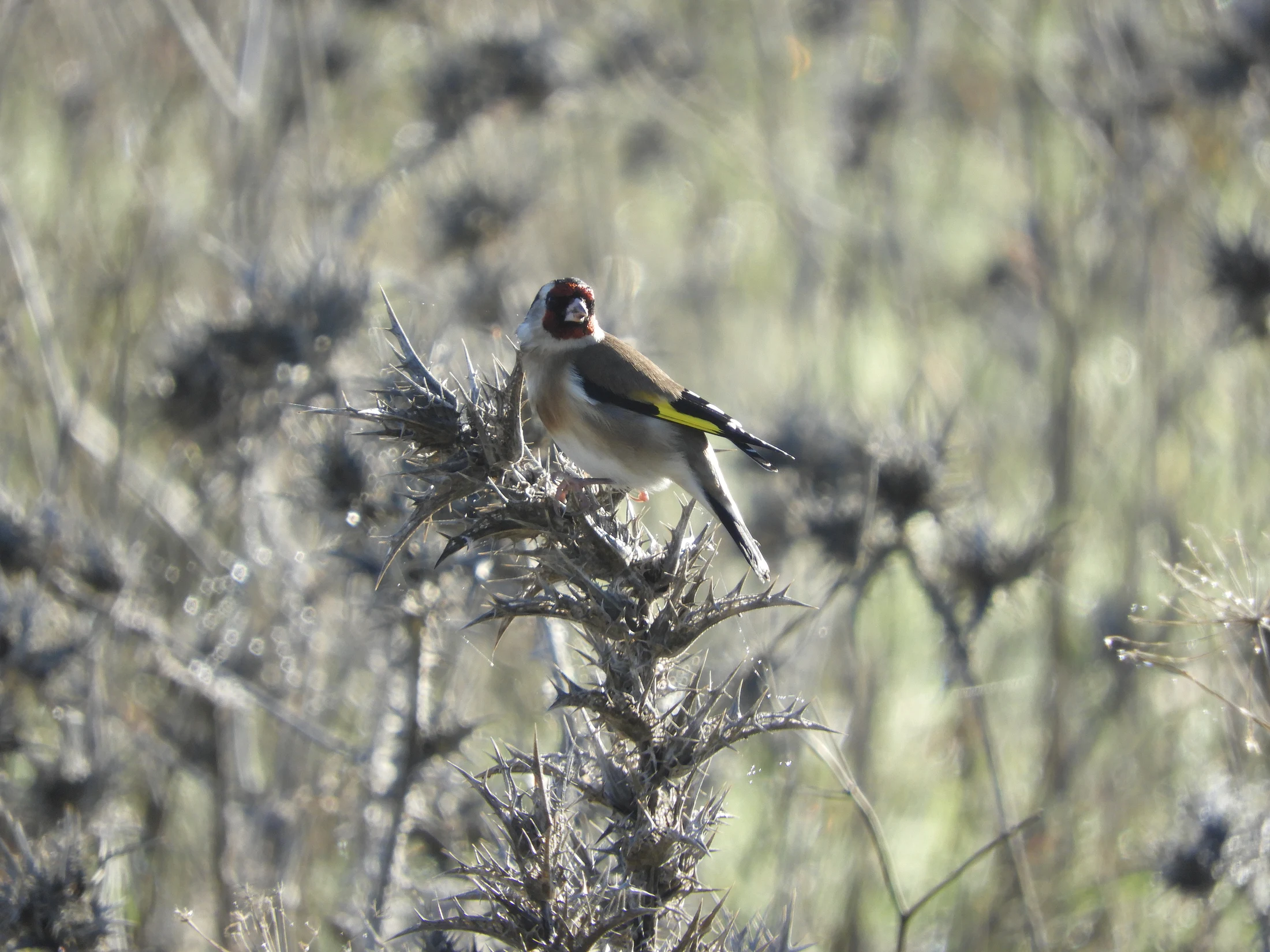 Jilguero en la antigua laguna de La Janda. Fotografía de David Collis Luque