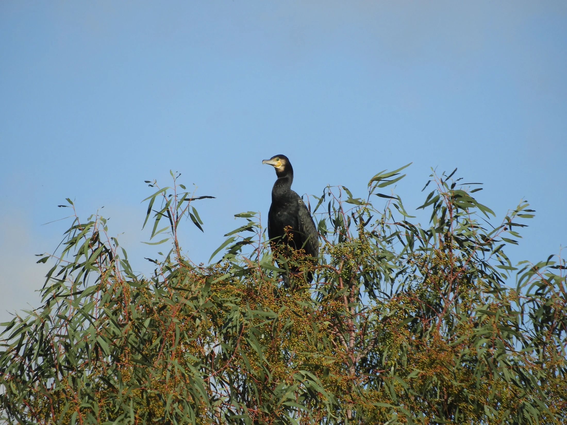 Cormorán en la antigua laguna de La Janda. Fotografía de David Collis Luque