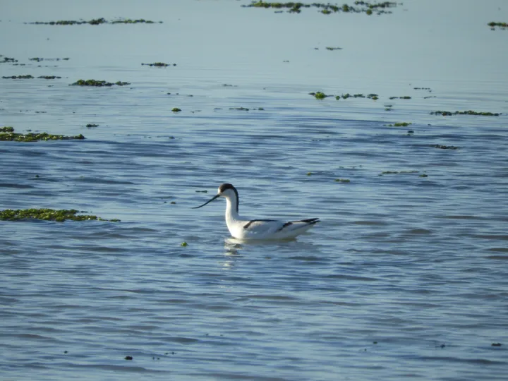 Avoceta en la marisma de Barbate