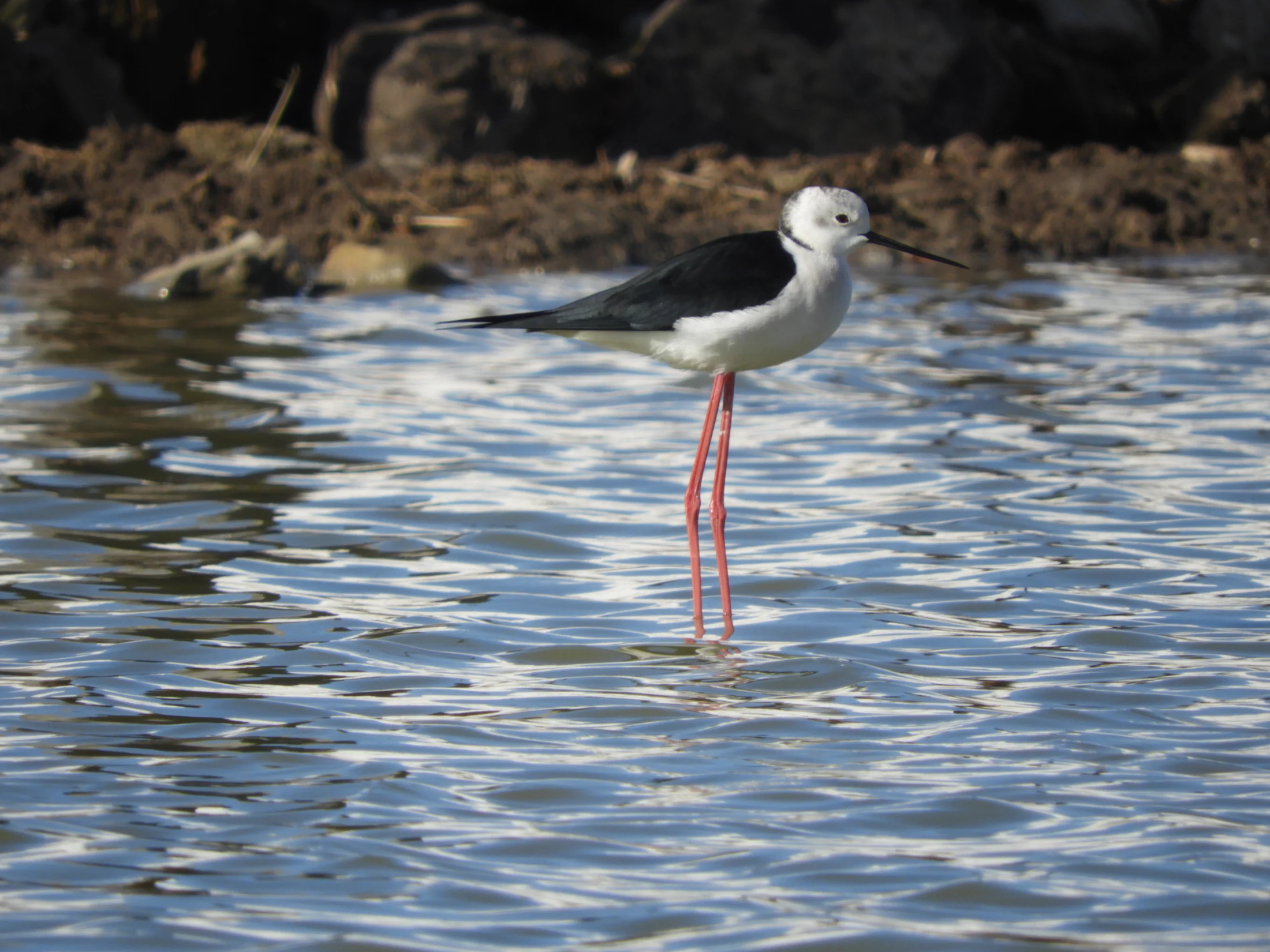 Cigüeñuela en la antigua Laguna de La Janda. Fotografía de David Collis Luque