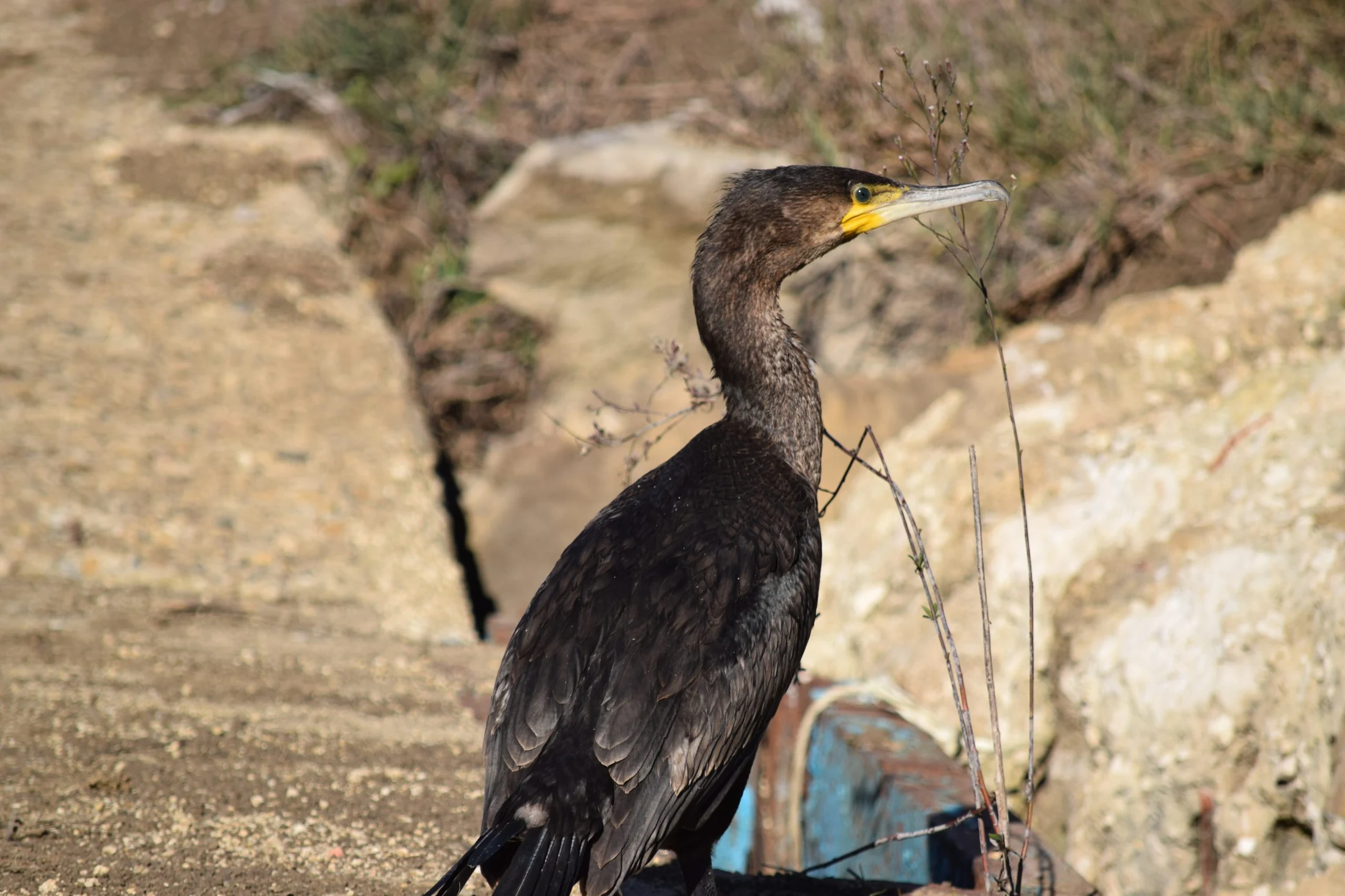 Cormorán en la antigua Laguna de la Janda. Fotografía de David Collis Luque