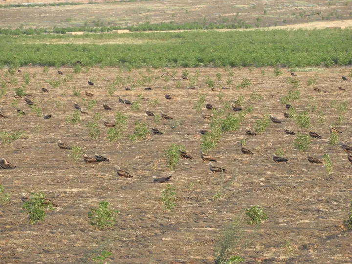 Milanos negros en La Janda