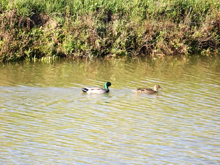 Pareja de ánades reales en la antigua laguna de La Janda
