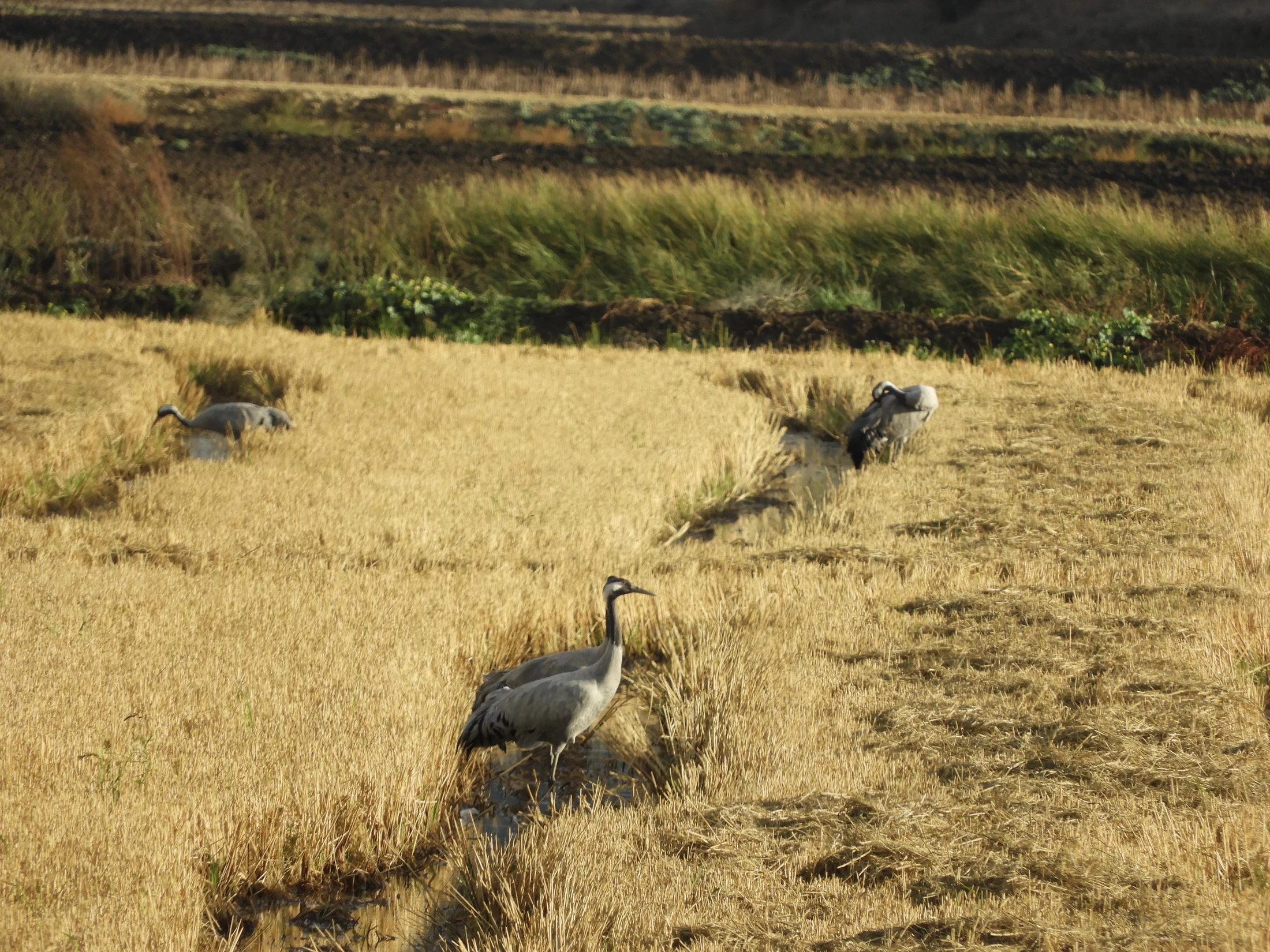Grullas en la antigua Laguna de La Janda. Fotografía de David Collis Luque