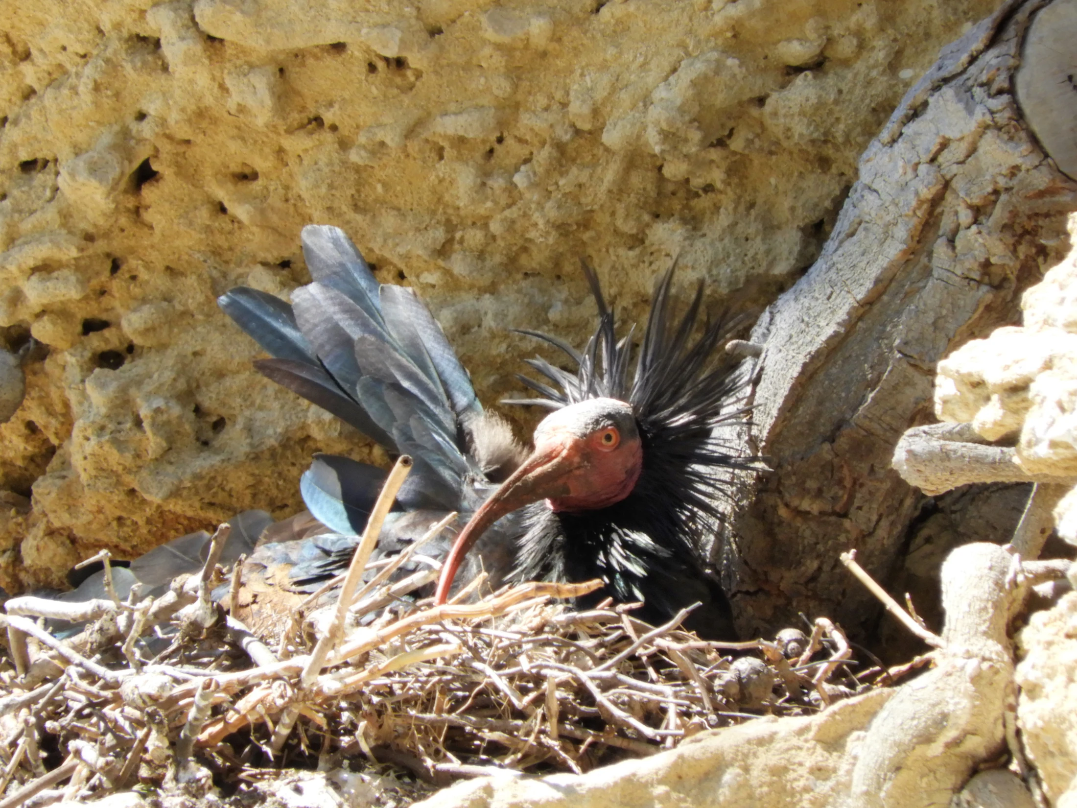 Ibis eremita en la Barca de Vejer de la Fra.. Fotografía de David Collis Luque