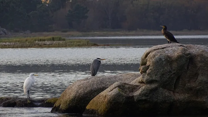 Garceta Grande, Garza real y Cormorán en Galicia