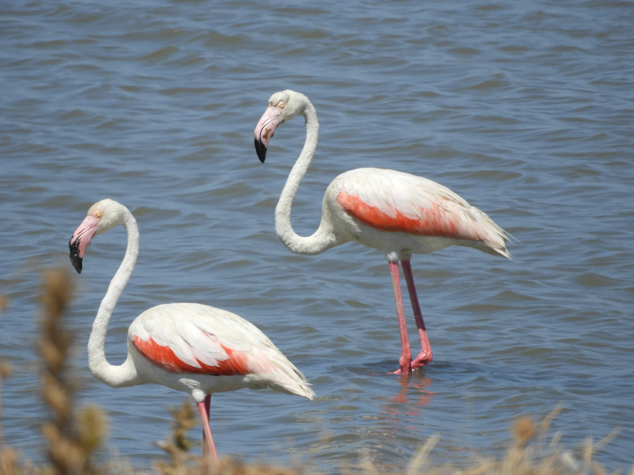 Flamencos en las marismas de Barbate. Fotografía de David Collis Luque