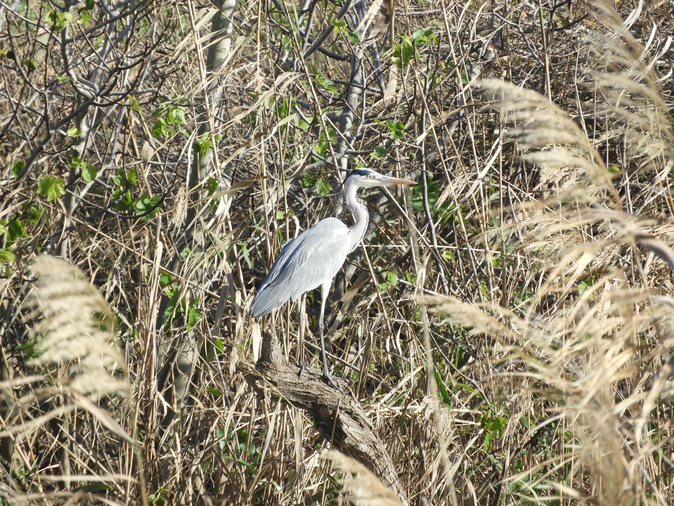 Garza real en la antigua laguna de La Janda. Fotografía de David Collis Luque