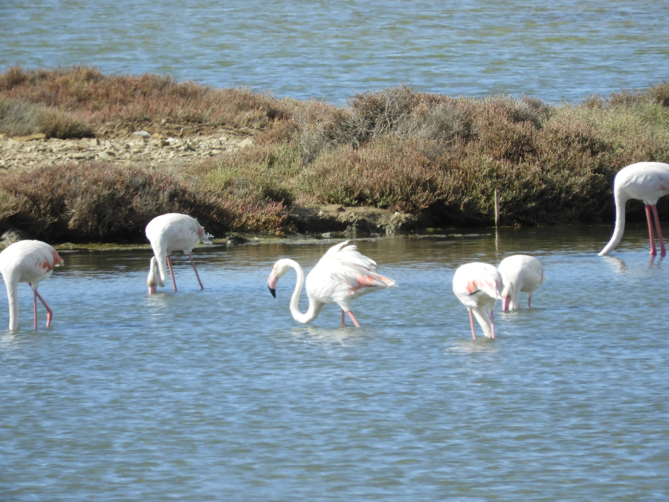 Flamencos en la marisma de Barbate. Fotografía de David Collis Luque