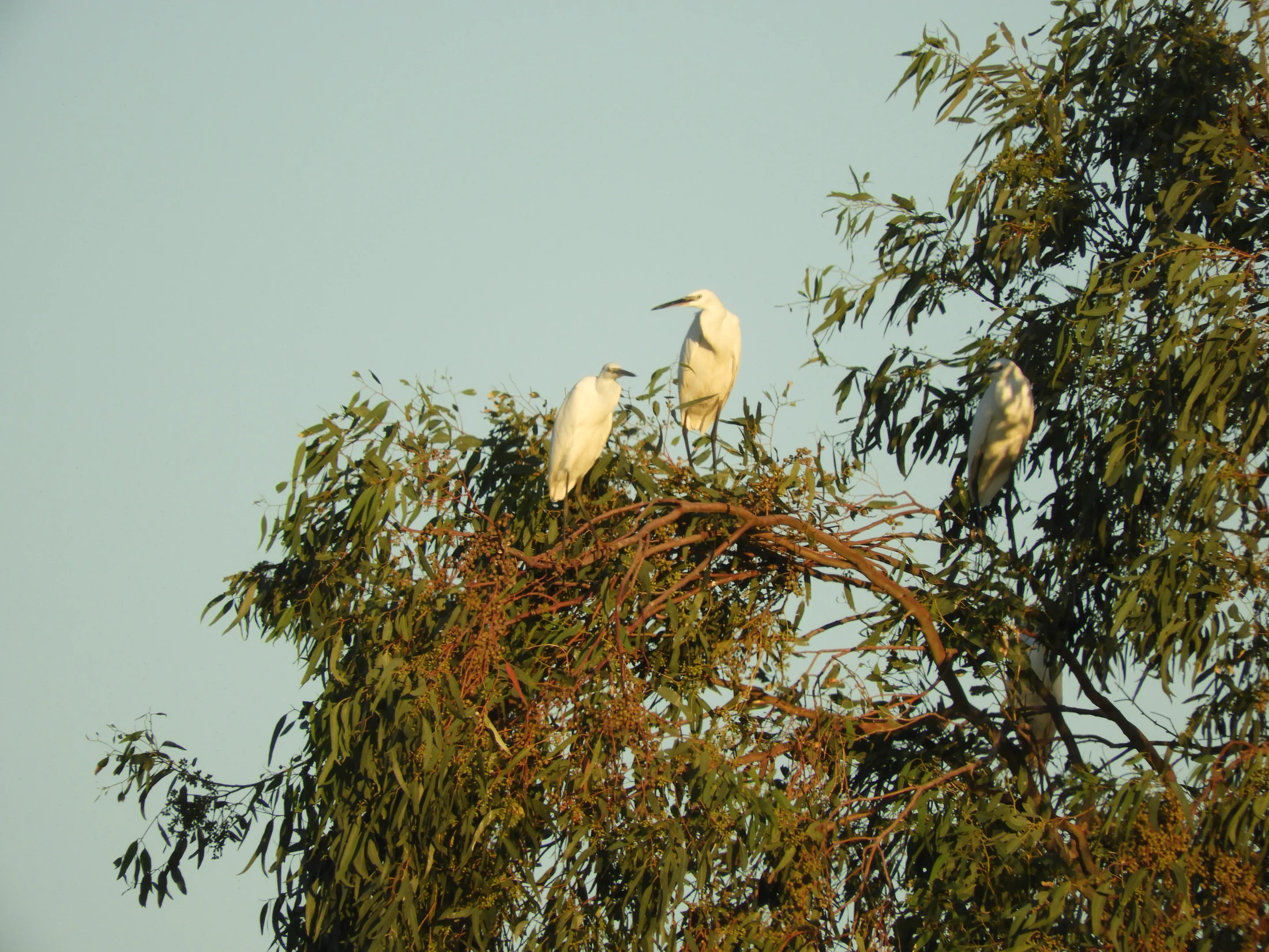 Garcetas en la antigua laguna de La Janda. Fotografía de David Collis Luque