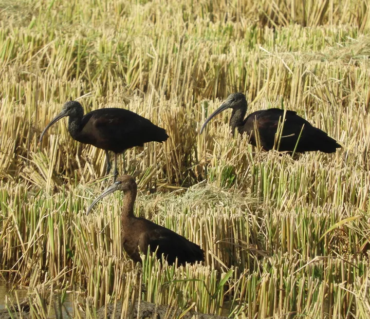 Moritos en la antigua Laguna de La Janda