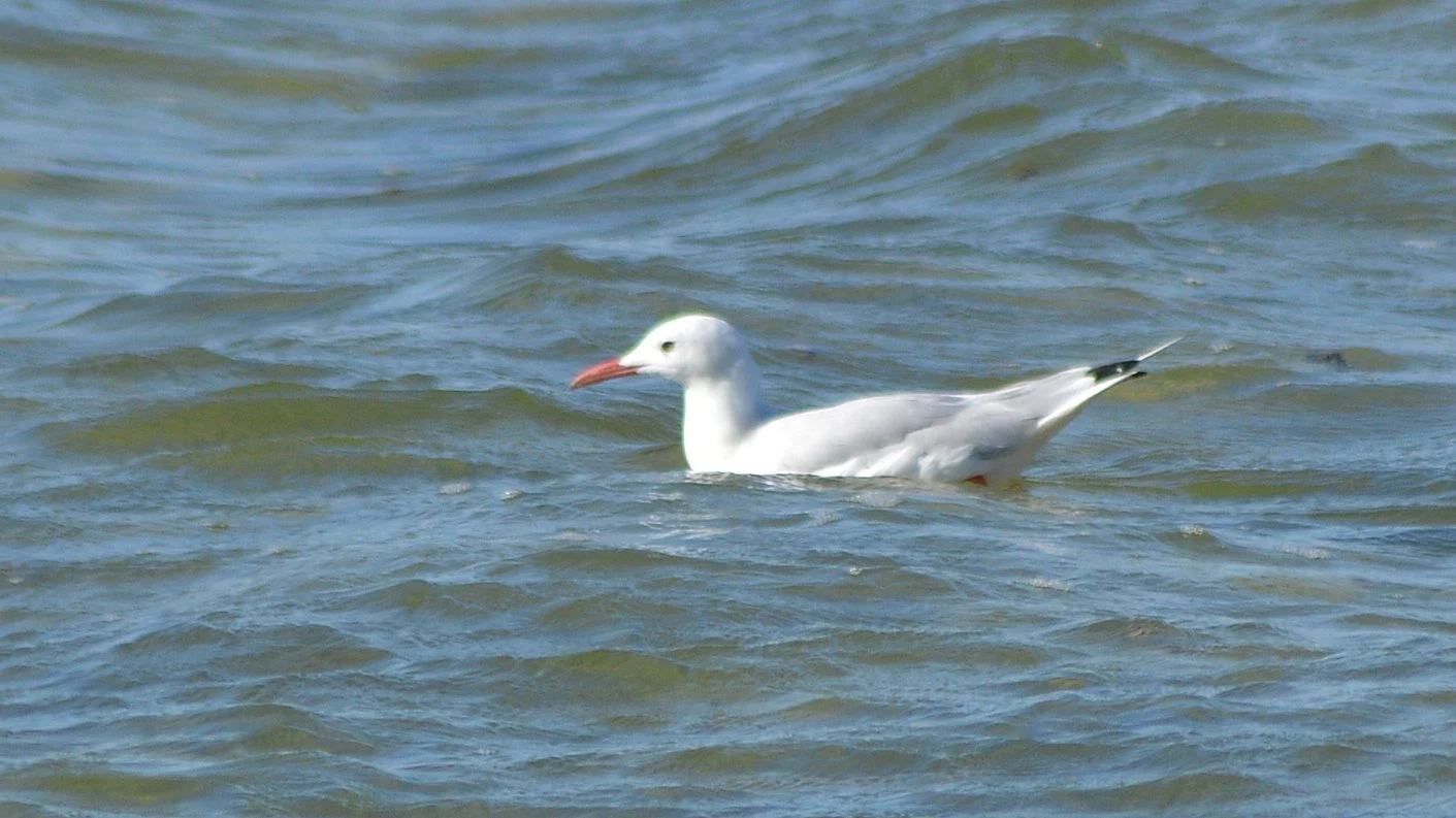 Gaviota picofina (Marismas de Cetinas, Puerto Real). Fotografía de Juan José Rubal Lobo