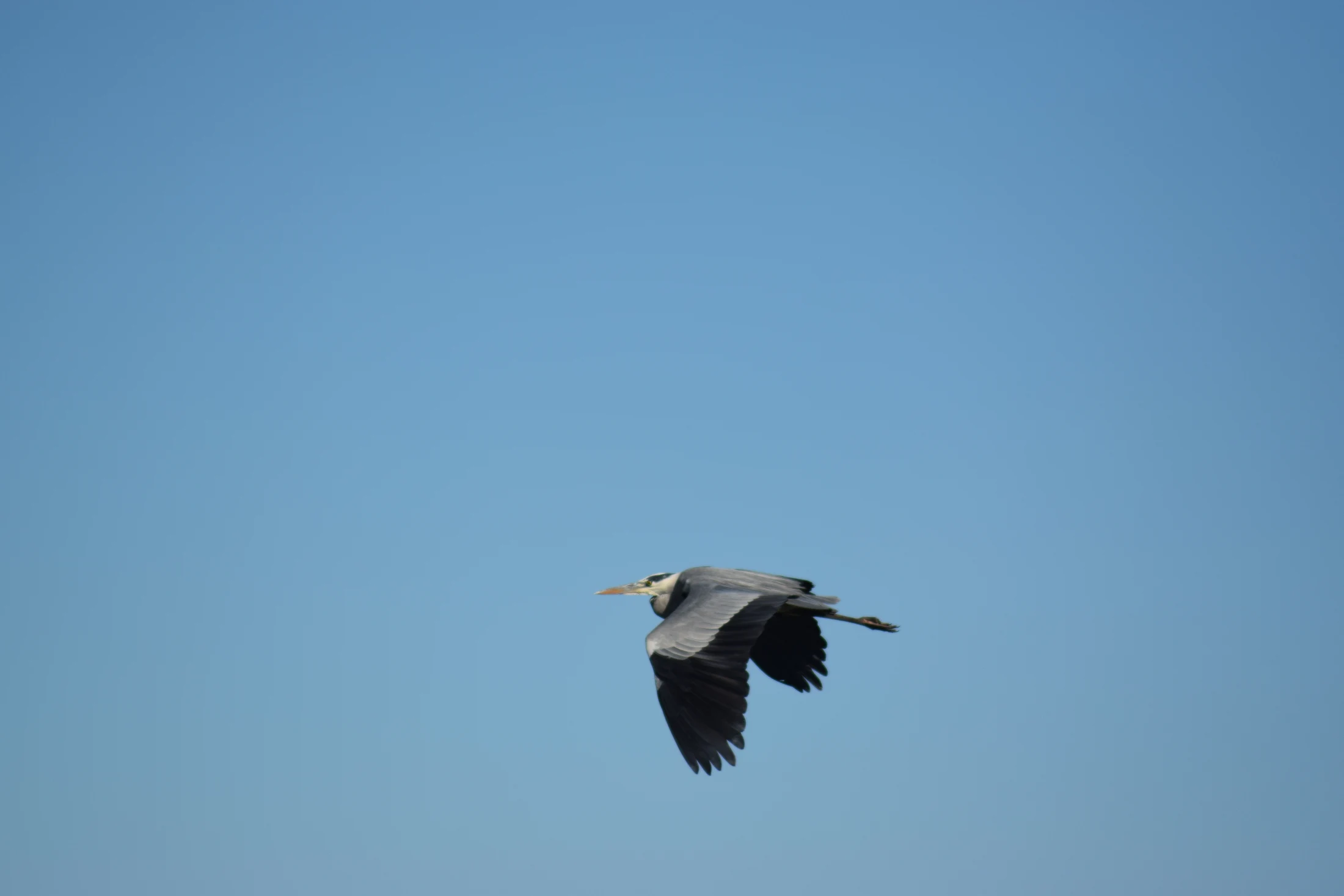 Garza real en la antigua laguna de La Janda. Fotografía de David Collis Luque