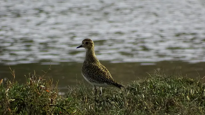 Chorlito dorado en Galicia