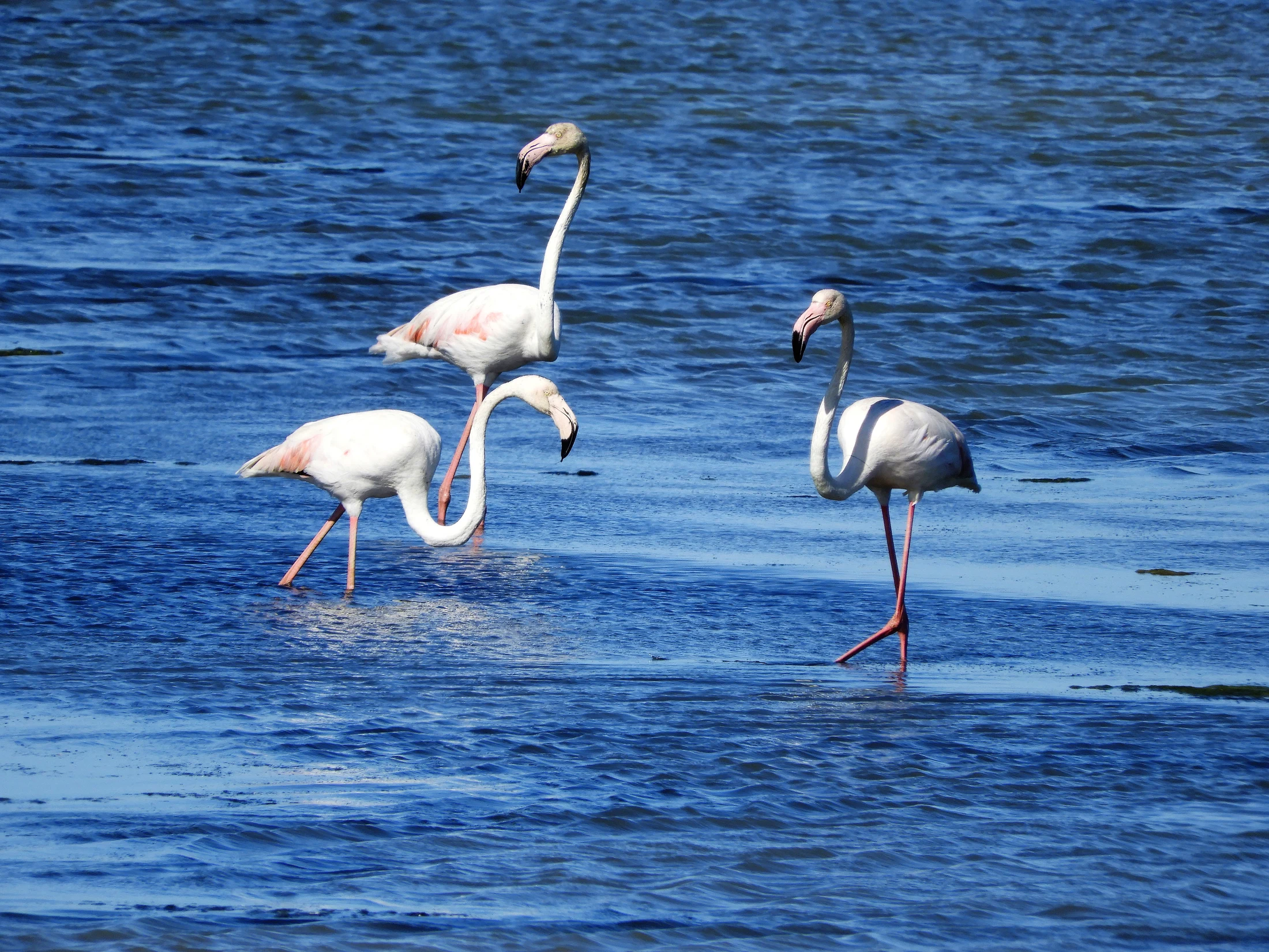 Flamencos en la marisma de Barbate. Fotografía de David Collis Luque