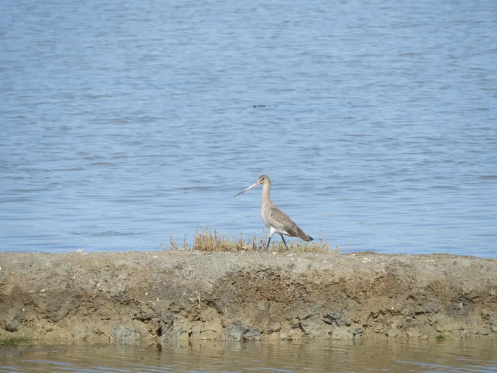 Aguja colinegra en las marismas de Barbate