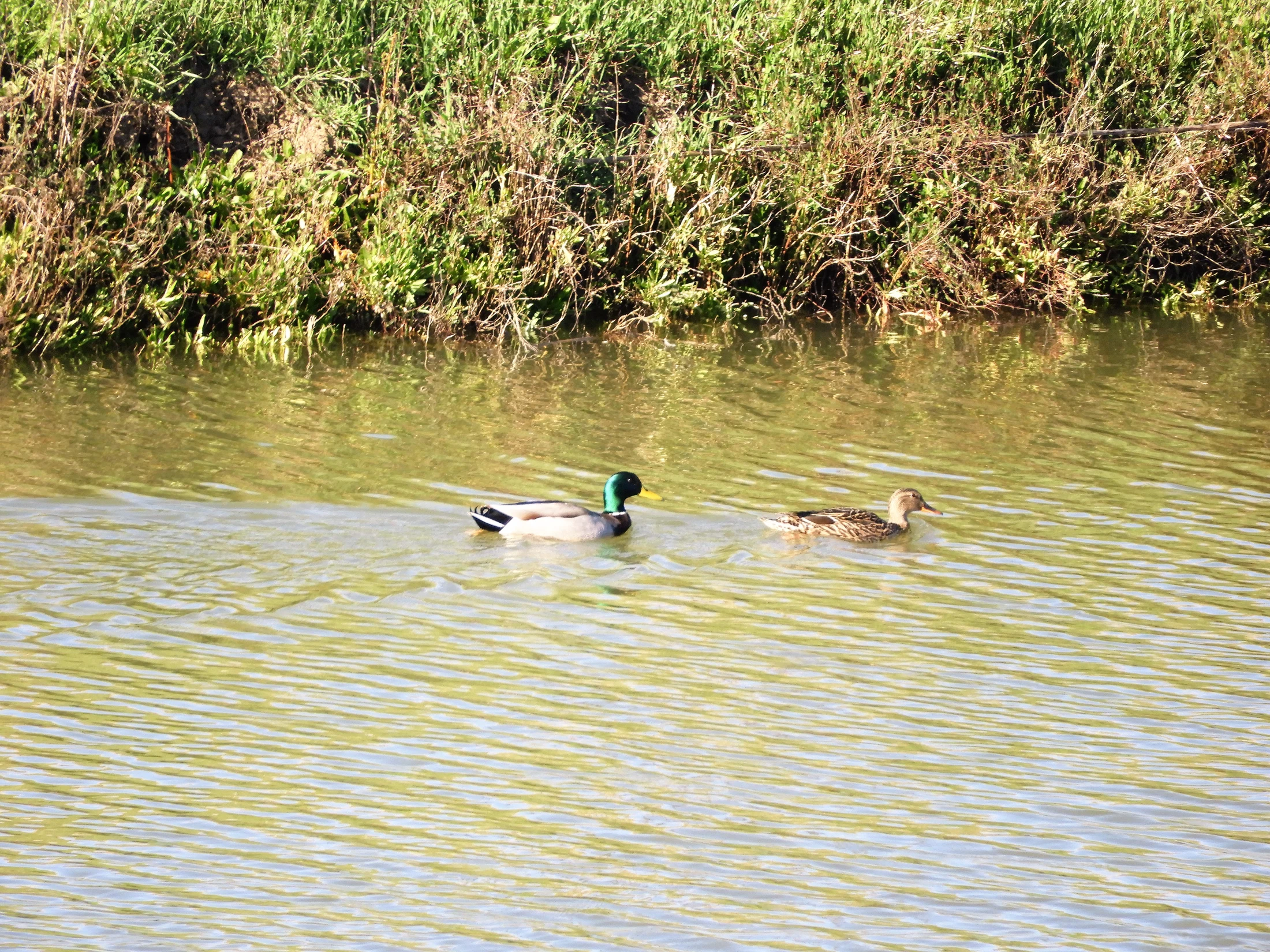 Pareja de ánades reales en la antigua laguna de La Janda. Fotografía de David Collis Luque