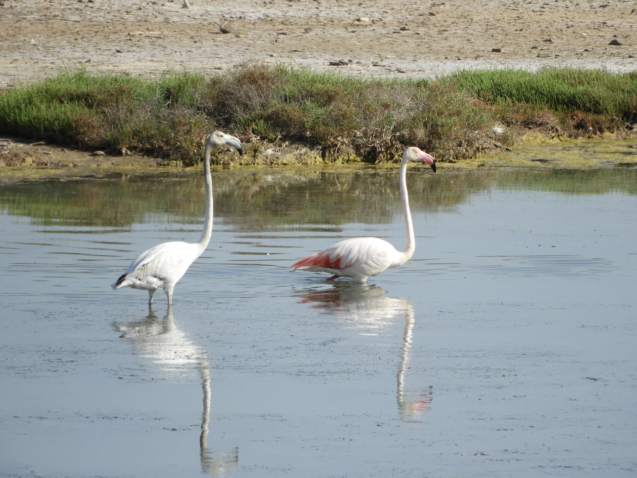 Flamencos en las marismas de barbate. Fotografía de David Collis Luque