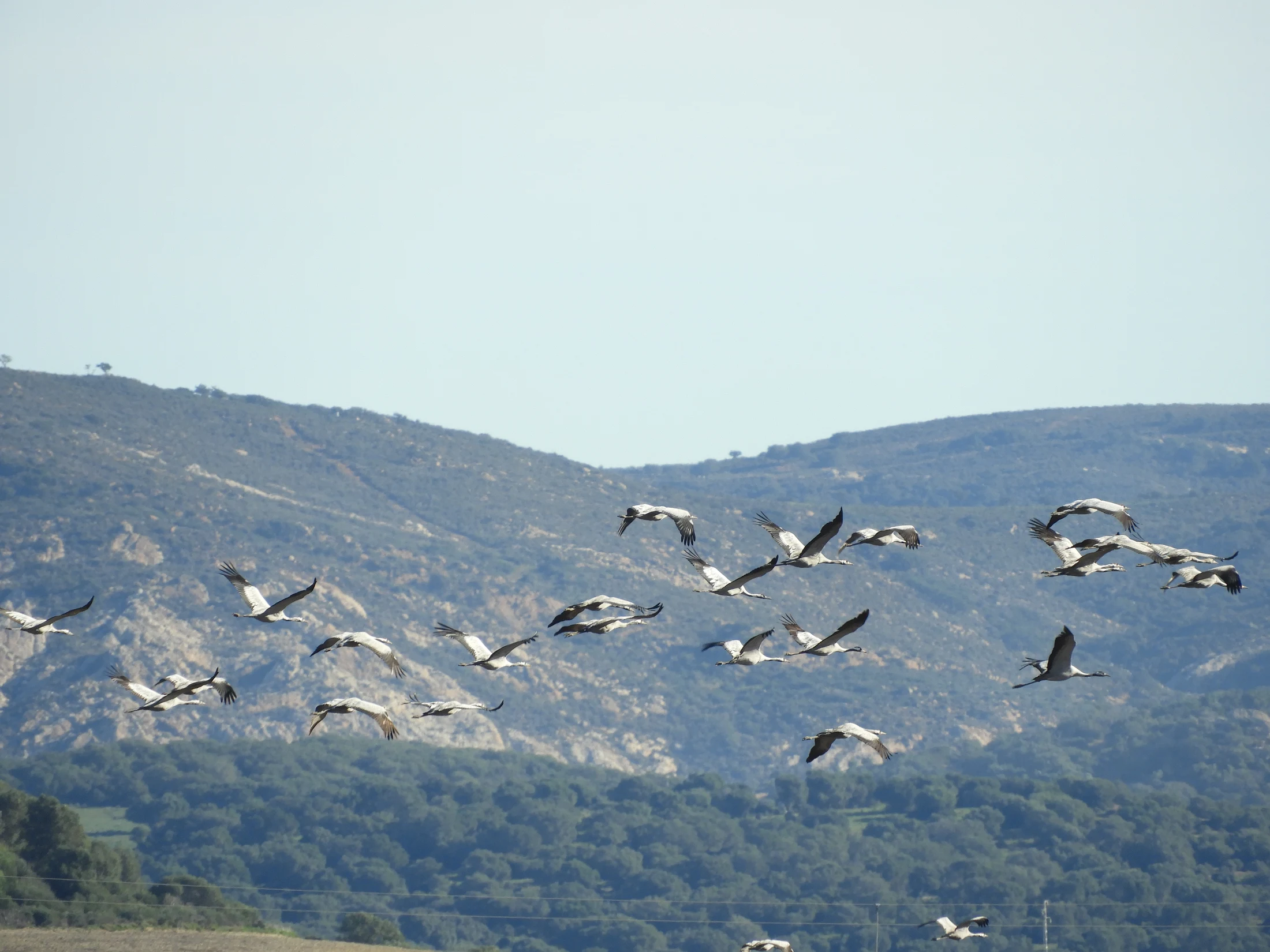 Grullas en la antigua laguna de La Janda. Fotografía de David Collis Luque