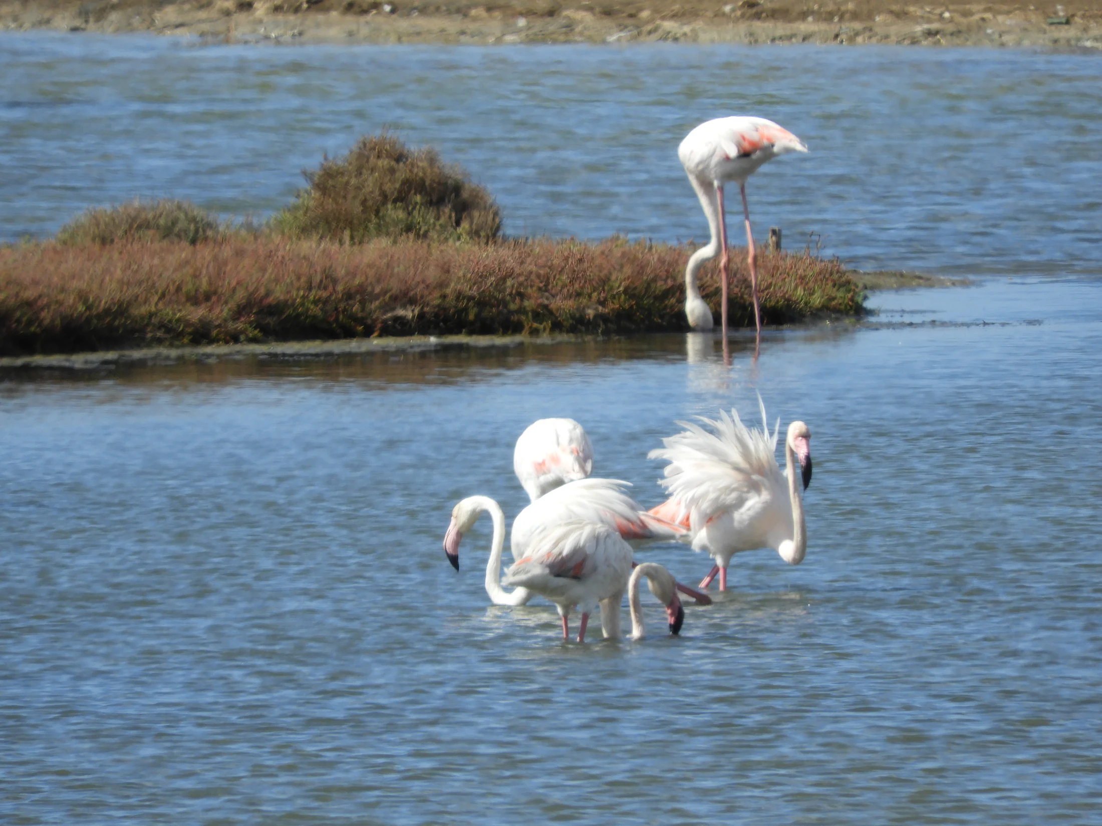 Flamencos en la marisma de Barbate. Fotografía de David Collis Luque