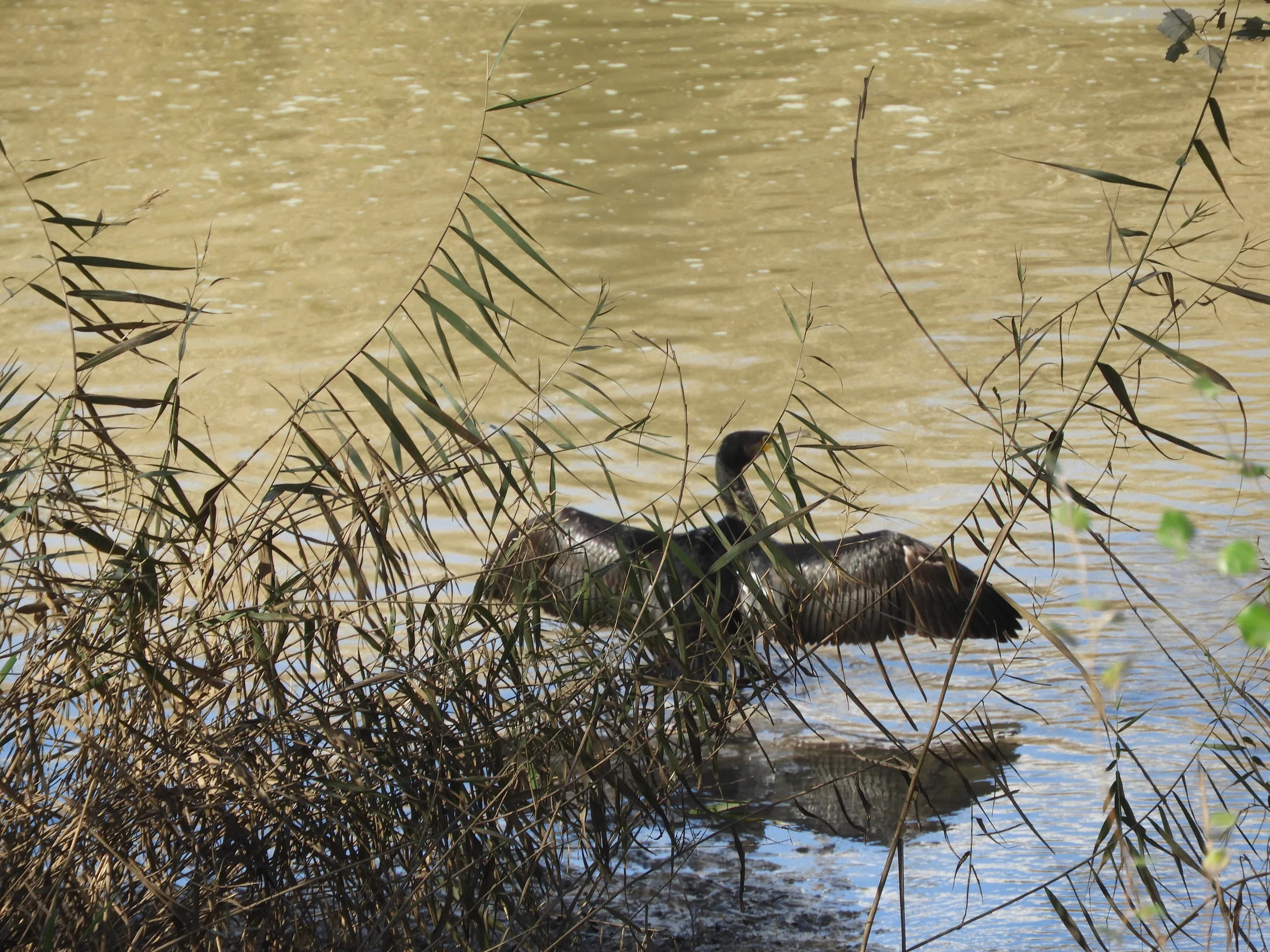 Cormorán en la antigua laguna de La Janda. Fotografía de David Collis Luque