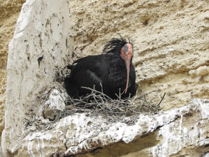 Ibis eremita en Vejer de la Frontera