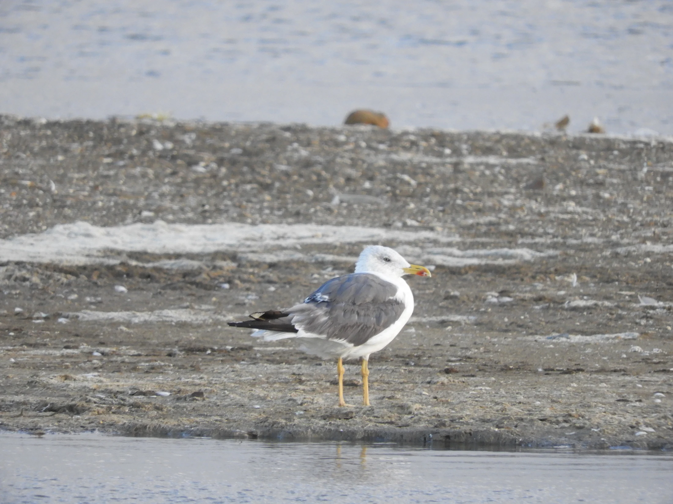 Gaviota patiamarilla en las marismas de Barbate. Fotografía de David Collis Luque