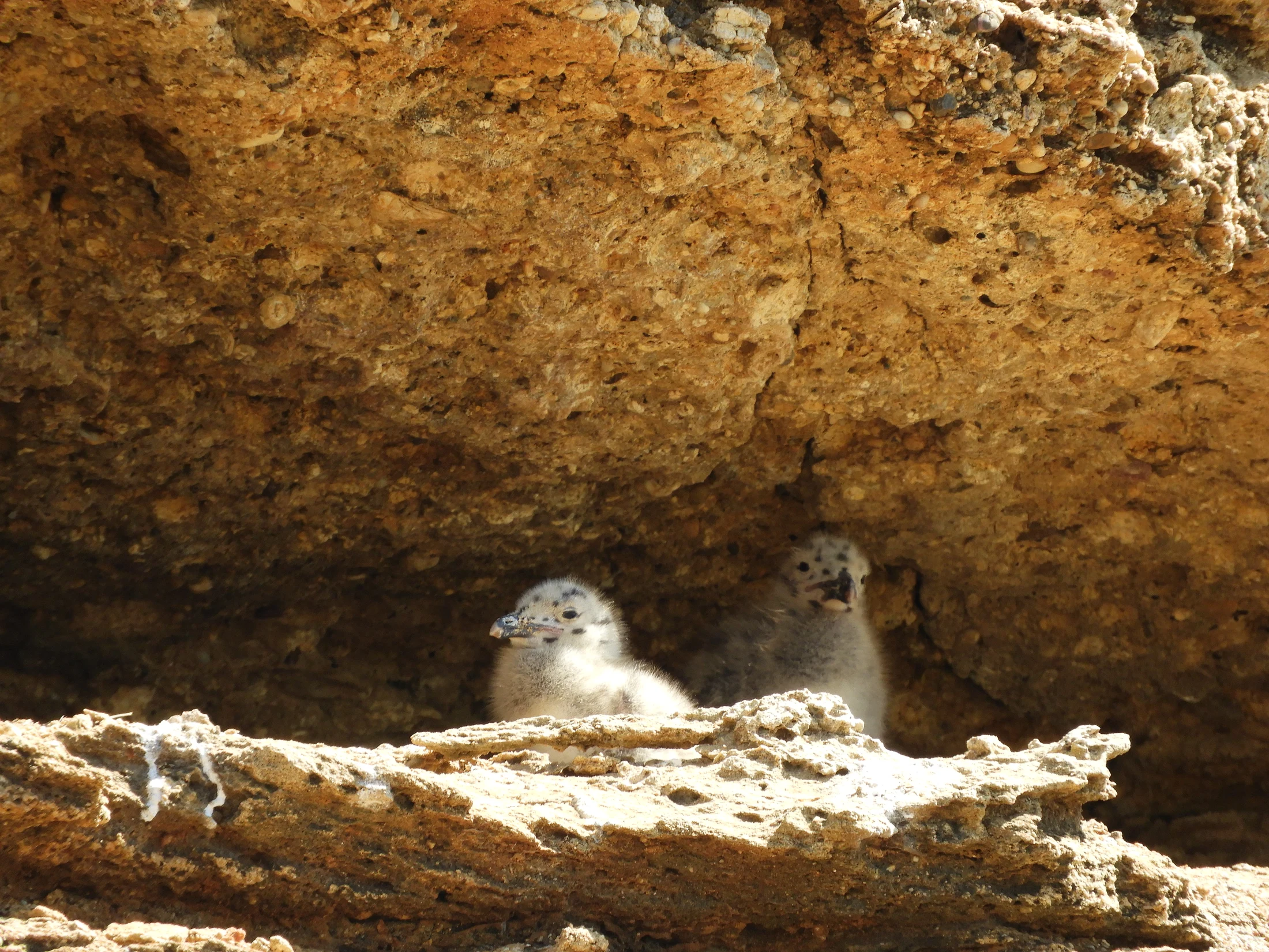 Gaviotas patiamarillas en Conil. Fotografía de David Collis Luque