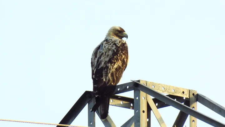 Damero de águila imperial en la comarca de La Janda