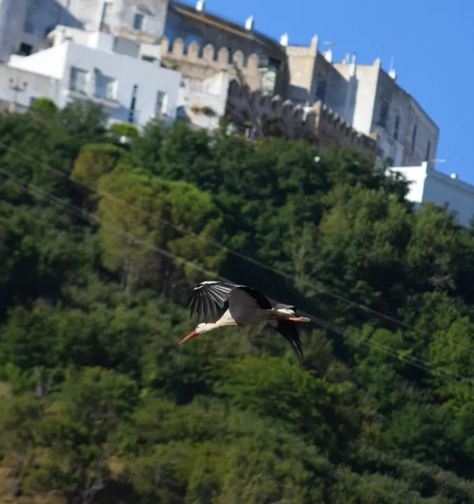Cigüeña en Vejer de la Fra.