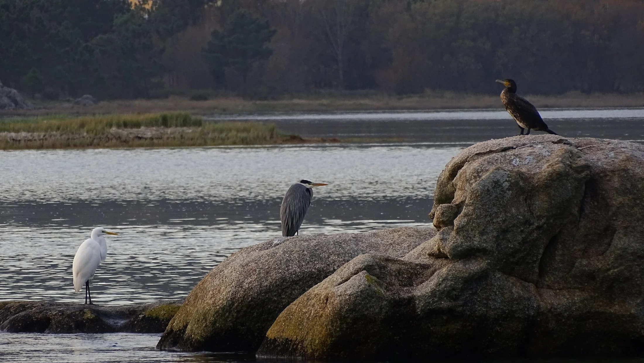 Garceta Grande, Garza real y Cormorán en Galicia. Fotografía de Mingucho