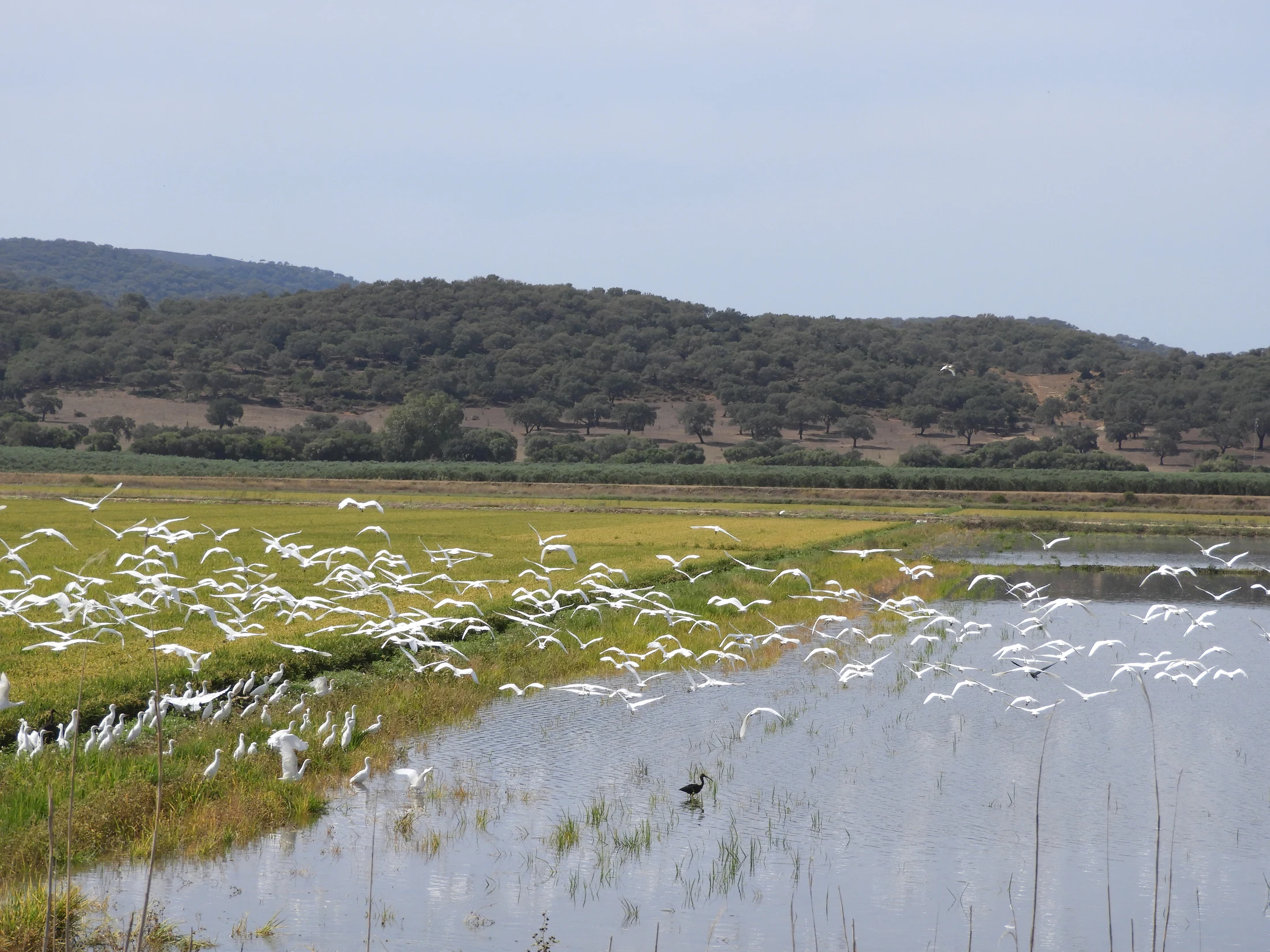 Concentración de garcetas en la antigua laguna de La Janda. Fotografía de David Collis Luque