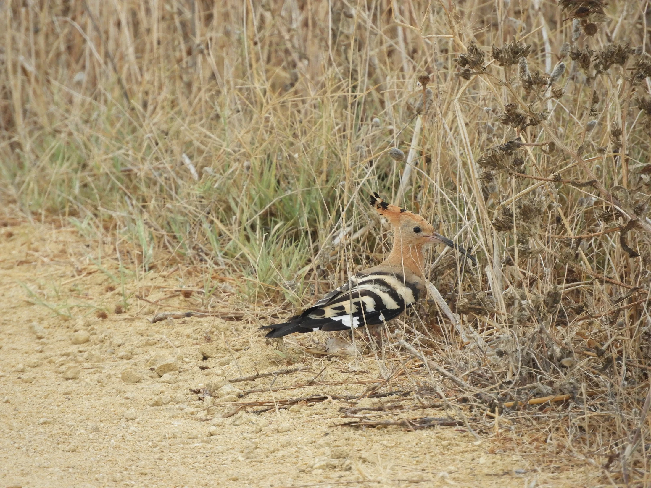 Abubilla en La Janda. Fotografía de David Collis Luque