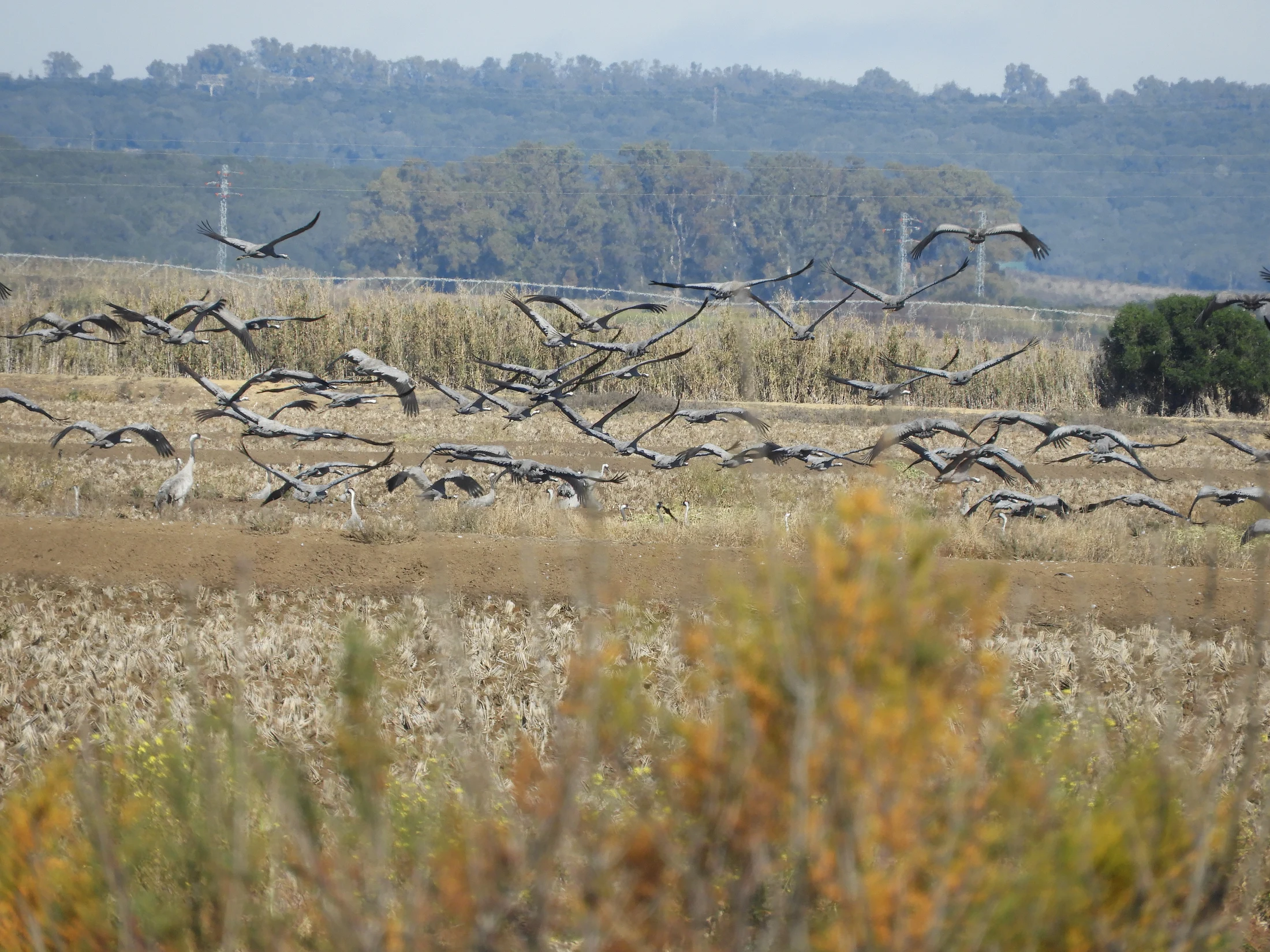 Grullas en la antigua laguna de La Janda. Fotografía de David Collis Luque
