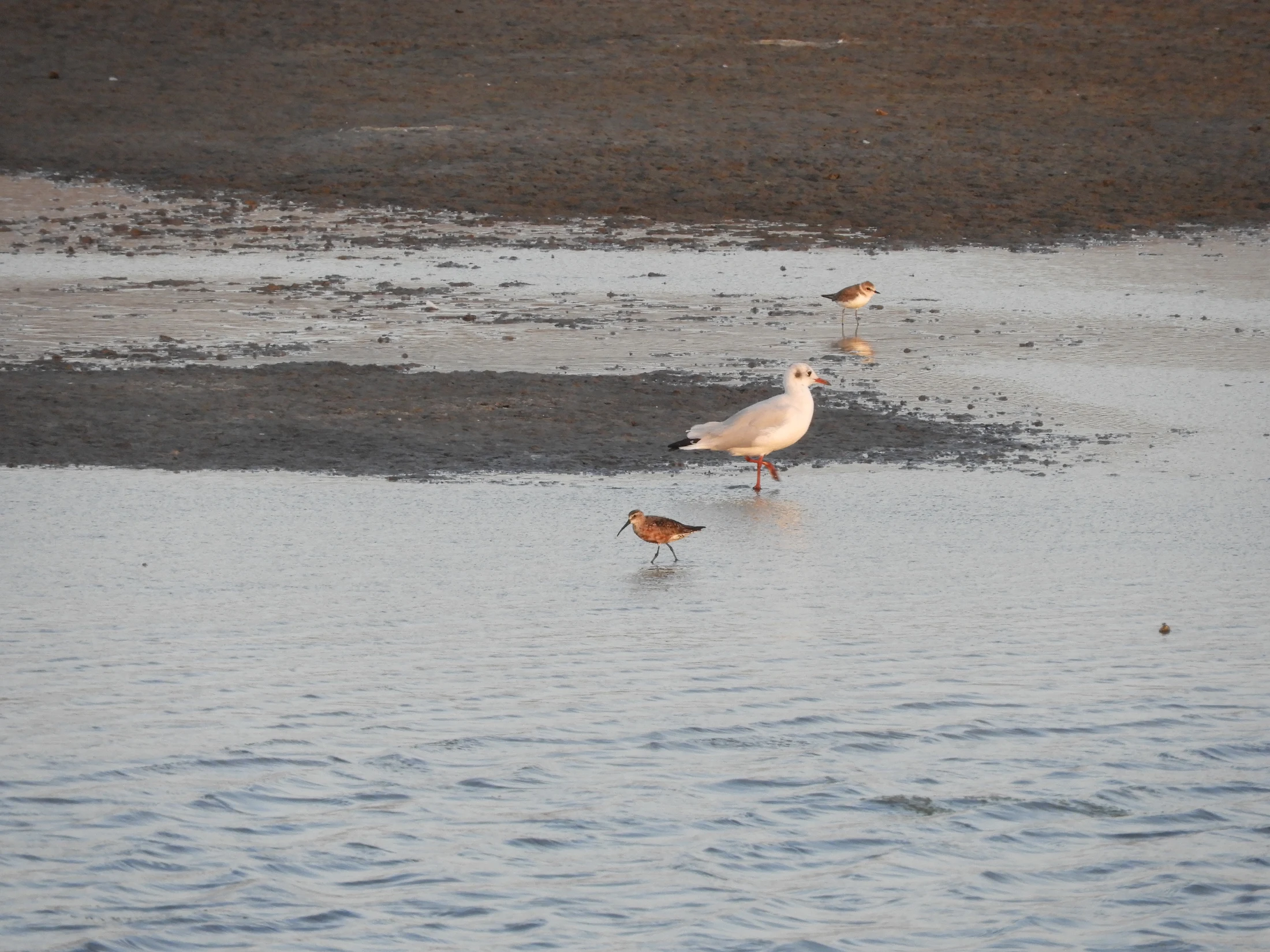 Gaviota reidora en las marismas de Barbate. Fotografía de David Collis Luque