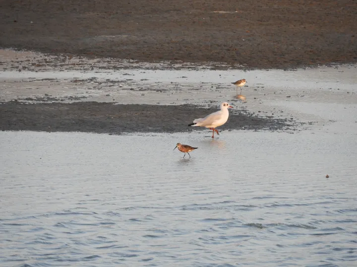 Gaviota reidora en las marismas de Barbate
