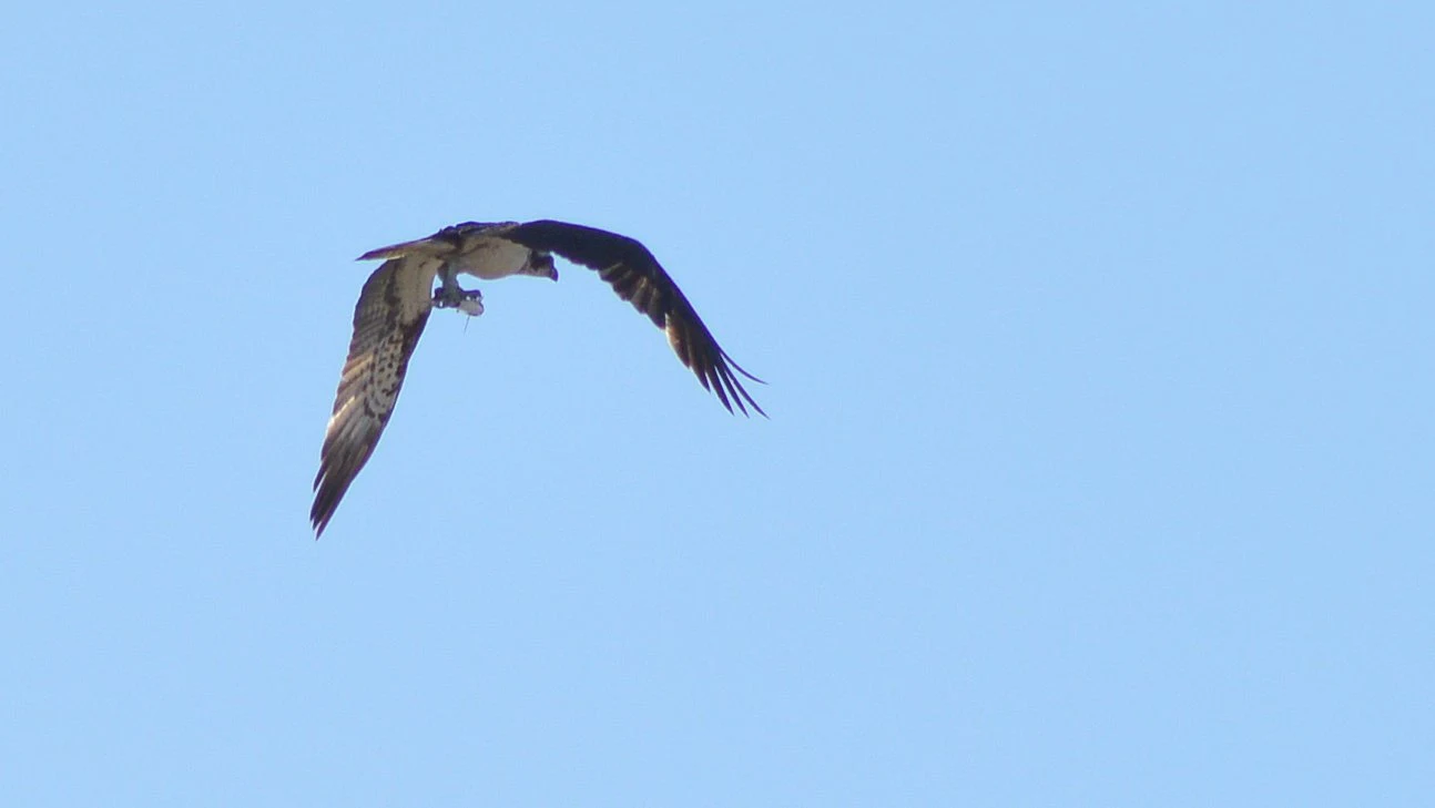 Águila pescadora (Marisma de Cetina, Puerto Real). Fotografía de Juan José Rubal Lobo