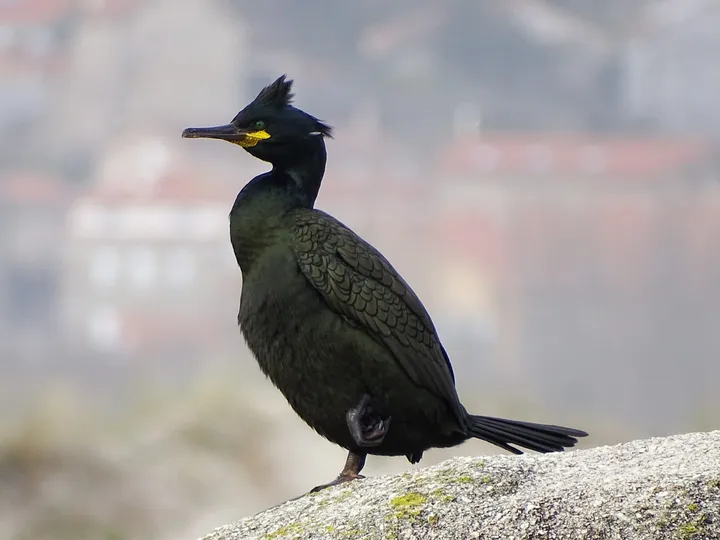Cormorán moñudo en Galicia