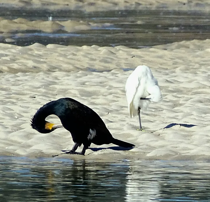 Cormorán y garceta grande en Galicia