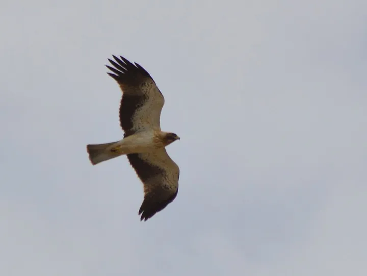 Águila calzada en Bonanza (Sanlúcar)