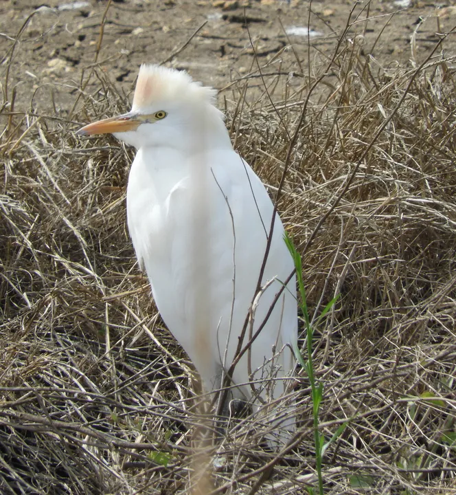 Garcilla bueyera en la antigua Laguna de La Janda